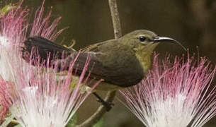 Olive-bellied Sunbird