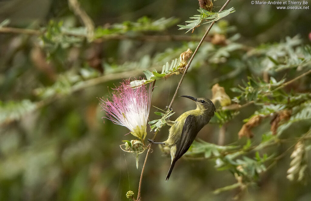 Olive-bellied Sunbird female