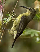 Olive-bellied Sunbird