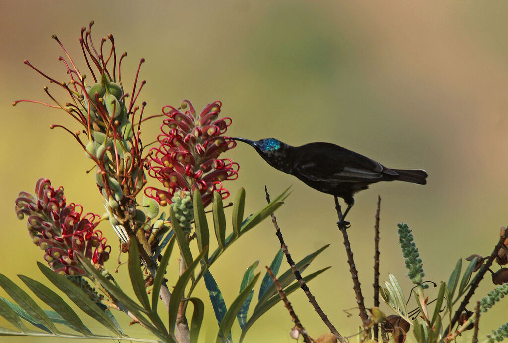 Amethyst Sunbird male