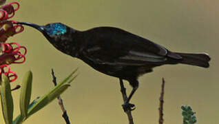 Amethyst Sunbird