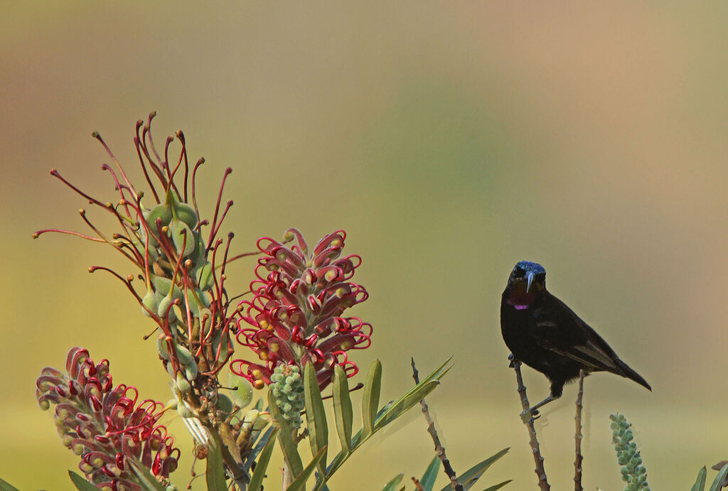 Amethyst Sunbird