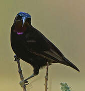 Amethyst Sunbird