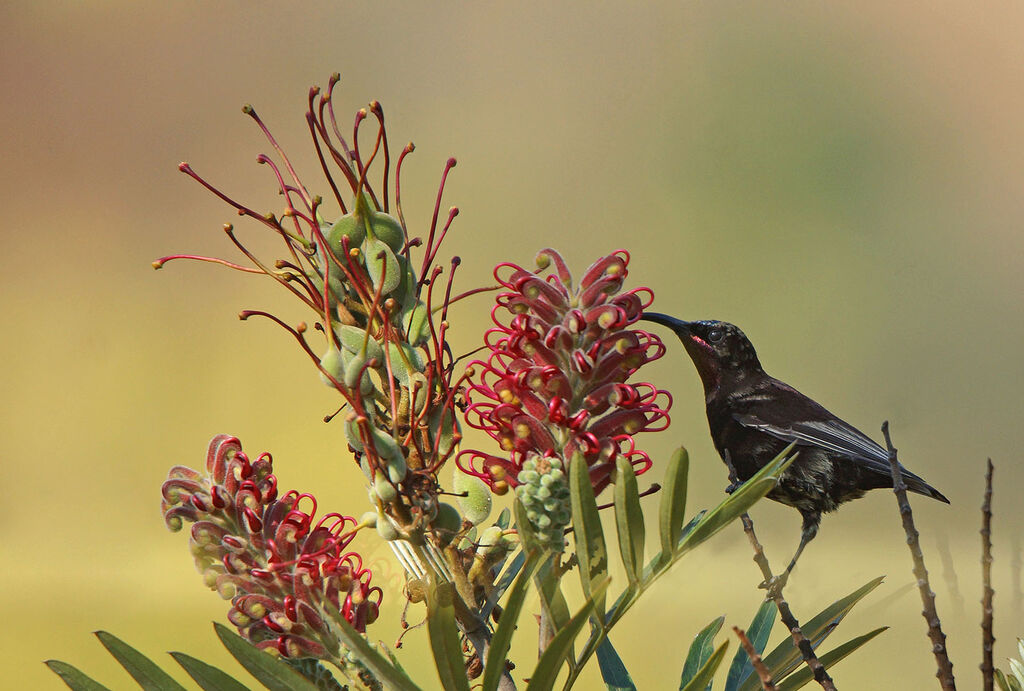 Amethyst Sunbird