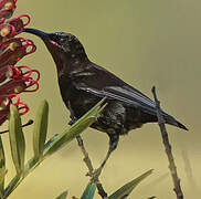 Amethyst Sunbird