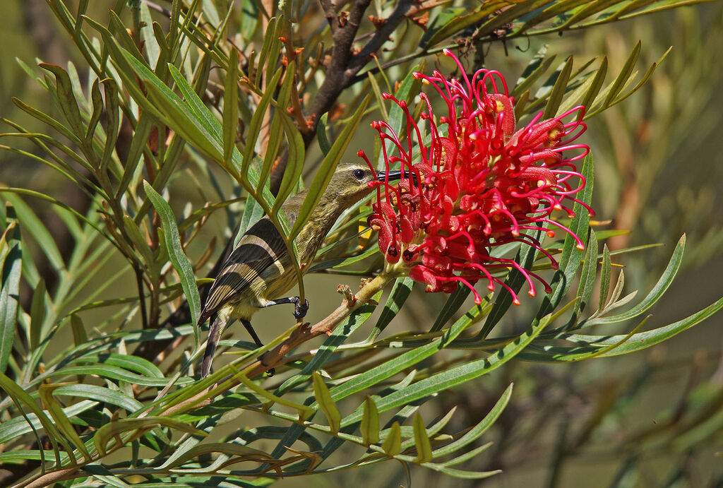 Amethyst Sunbird female