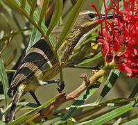 Amethyst Sunbird