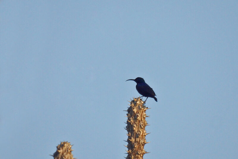 Malagasy Green Sunbird