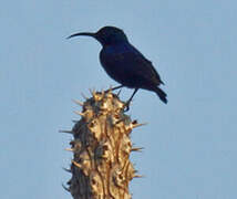 Malagasy Green Sunbird