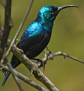 Malagasy Green Sunbird