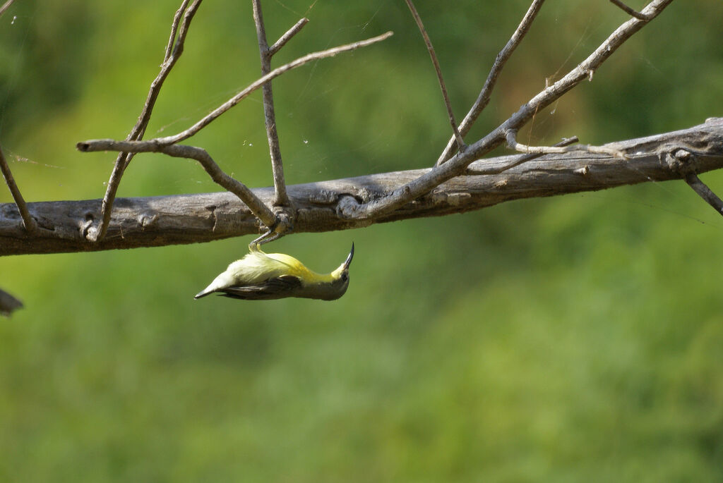 Purple Sunbird