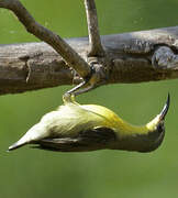 Purple Sunbird