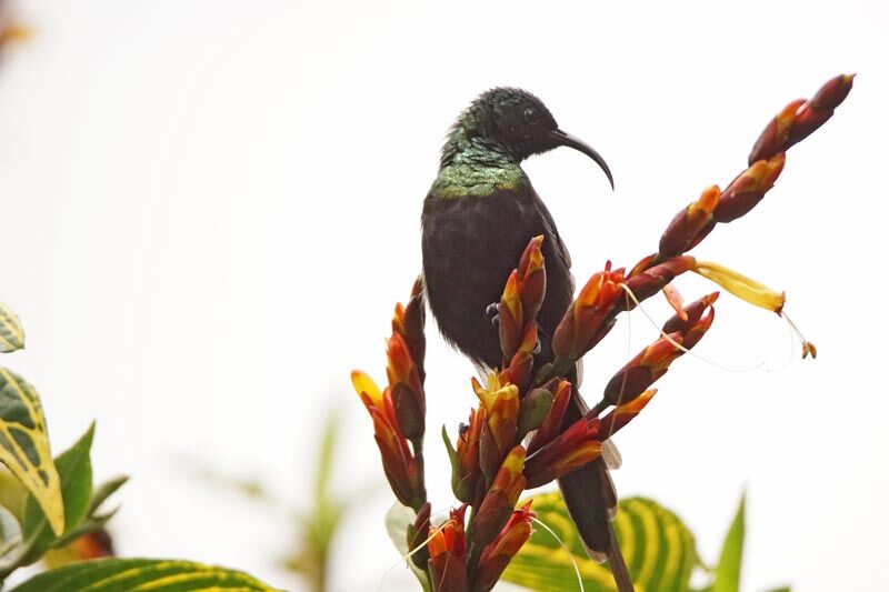 Bronzy Sunbird male