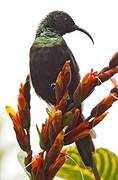 Bronzy Sunbird