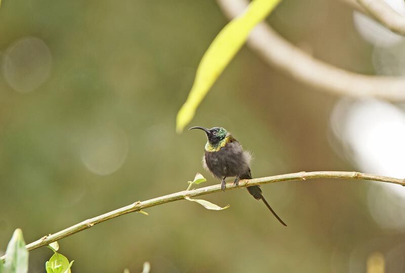 Bronzy Sunbird male