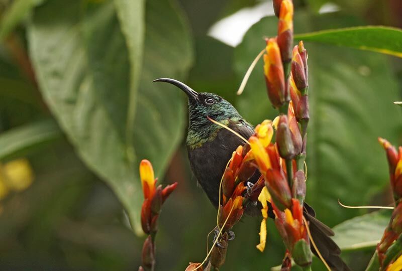 Bronzy Sunbird male