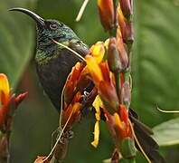 Bronzy Sunbird