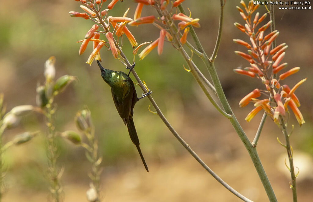 Bronzy Sunbird