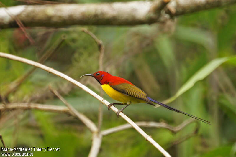 Souimanga de Gould mâle adulte, identification