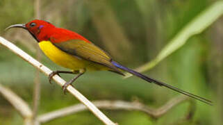 Mrs. Gould's Sunbird