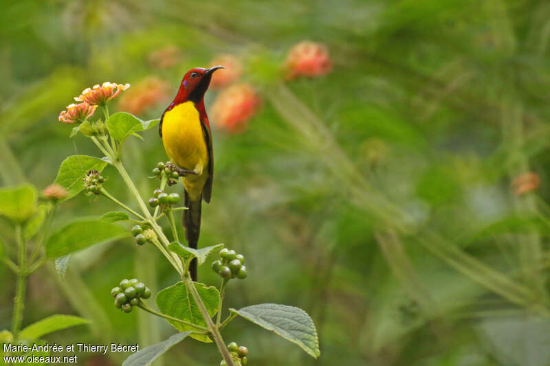 Mrs. Gould's Sunbird male adult, habitat, feeding habits