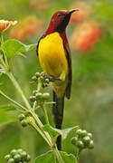 Mrs. Gould's Sunbird