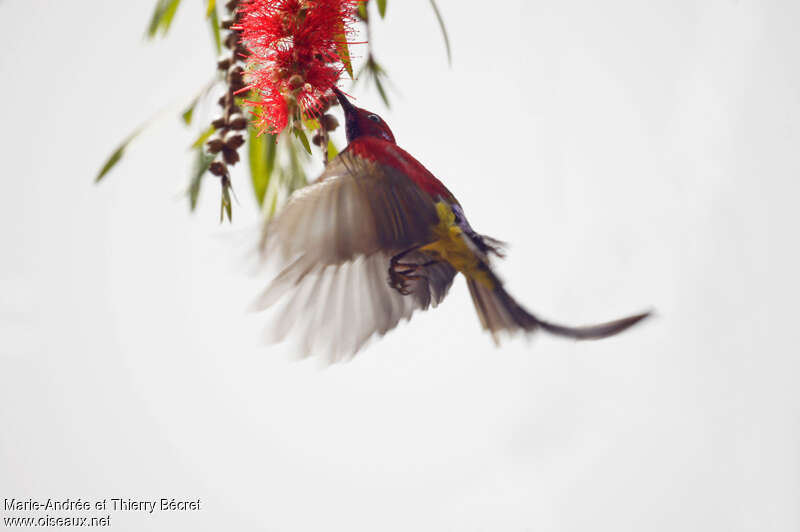 Mrs. Gould's Sunbird male adult, eats