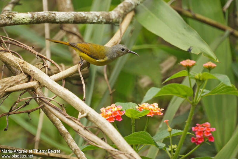 Souimanga de Gould femelle adulte, identification