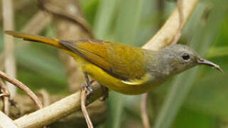 Mrs. Gould's Sunbird