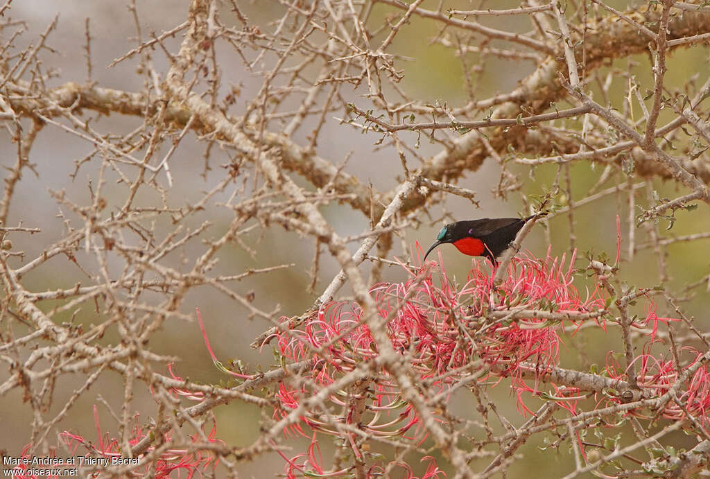 Hunter's Sunbird male adult, eats