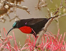 Hunter's Sunbird