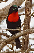 Hunter's Sunbird