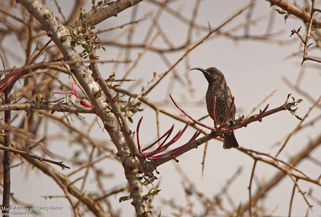 Hunter's Sunbird female adult, close-up portrait