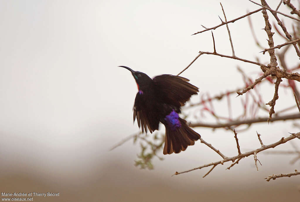 Hunter's Sunbird male adult, pigmentation