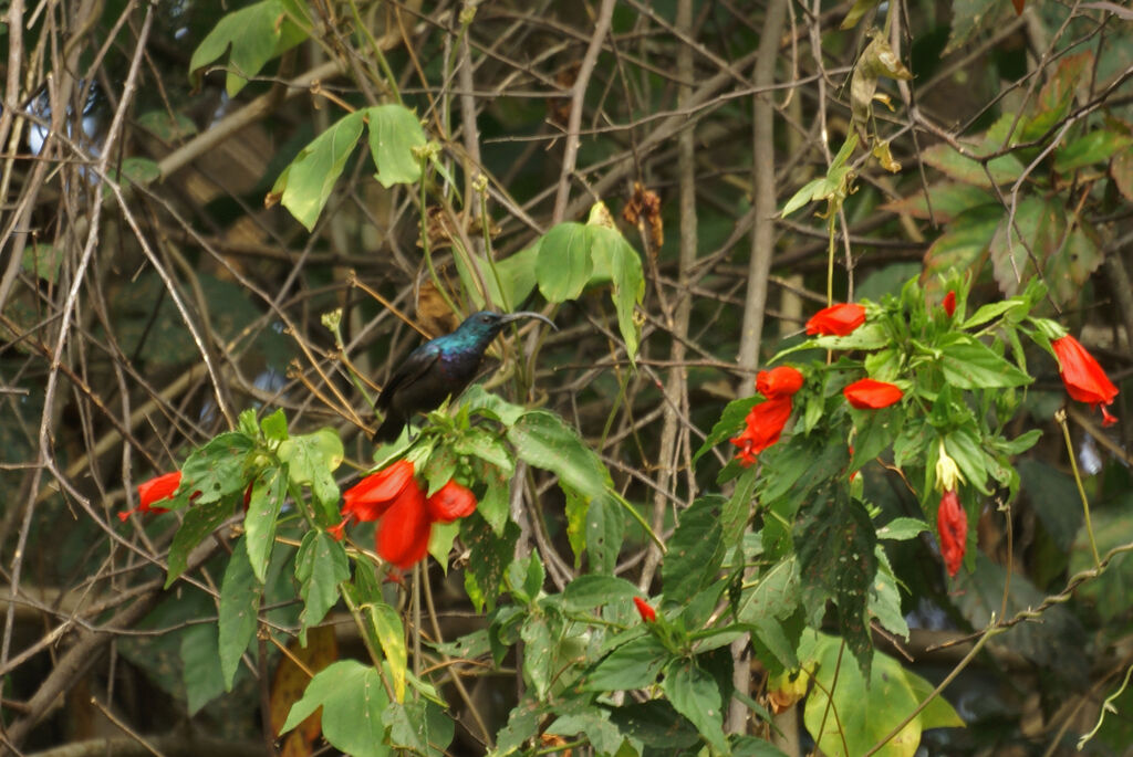 Loten's Sunbird