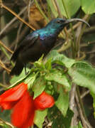 Loten's Sunbird