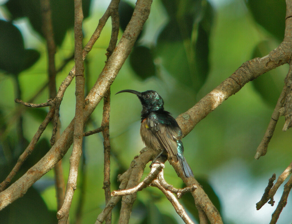 Loten's Sunbird