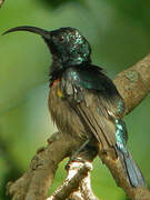 Loten's Sunbird