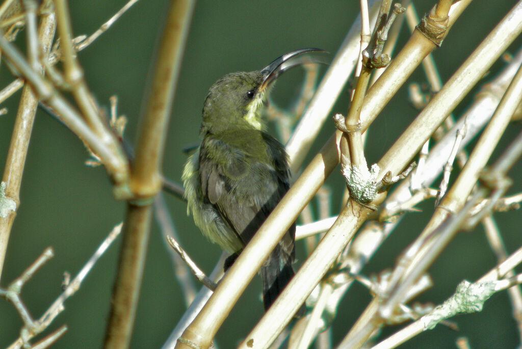 Loten's Sunbird