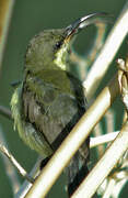 Loten's Sunbird