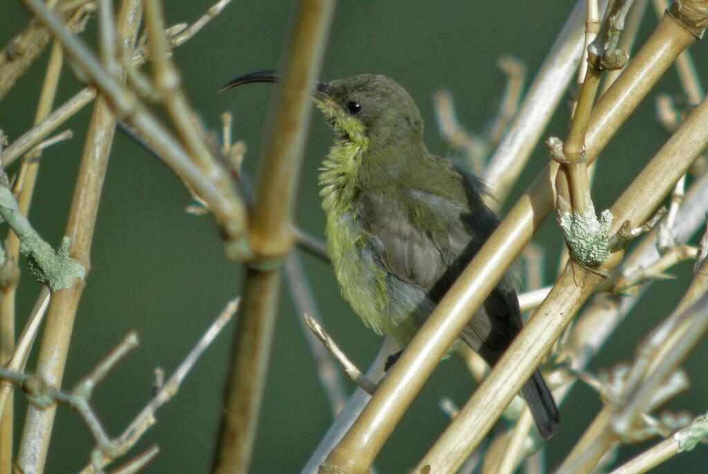 Loten's Sunbird