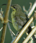 Loten's Sunbird