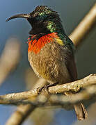 Usambara Double-collared Sunbird