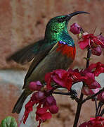 Usambara Double-collared Sunbird