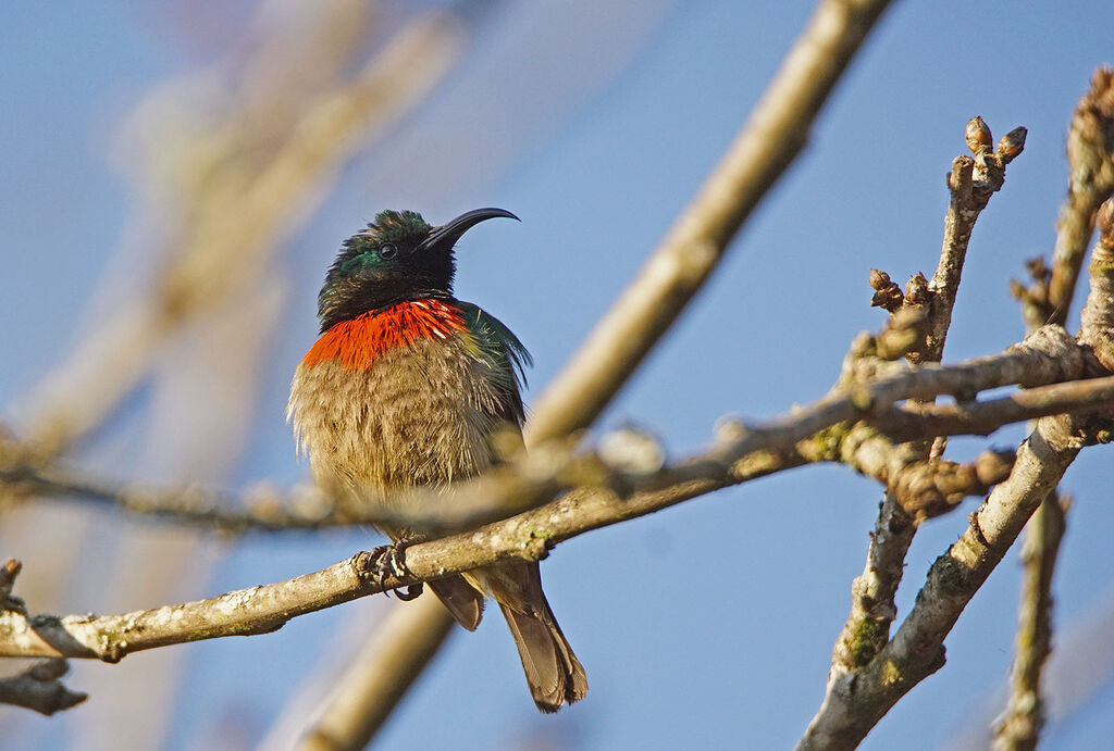 Usambara Double-collared Sunbird male