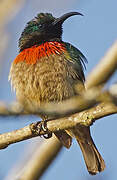 Usambara Double-collared Sunbird