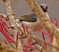 Eastern Violet-backed Sunbird