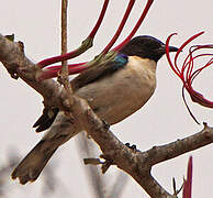 Eastern Violet-backed Sunbird