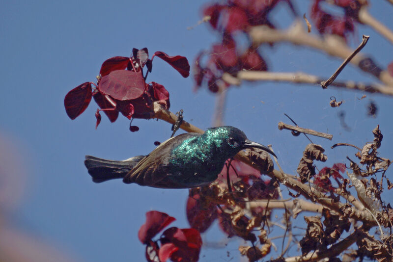 Souimanga Sunbird male