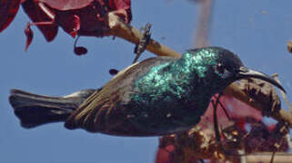 Souimanga Sunbird